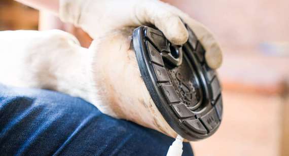 Anpassung des Hufschuhes