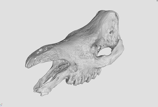 Sumatran Rhino Skull Scan