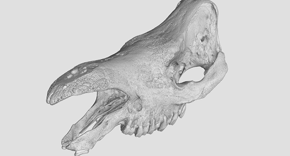 Scansione del cranio di rinoceronte di Sumatra