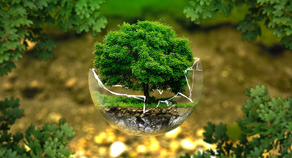 senior ecologica